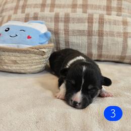 3 - Black and tan male Pembroke Welsh Corgi puppy in Necedah, Wisconsin from The 6Ks Paws and Hobbies