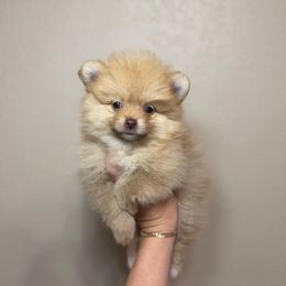 Evee - Orange female Pomeranian puppy in Phoenix, Arizona from Luxpomz