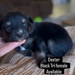 Dexter - Black tri female Miniature Australian Shepherd puppy in Cave Creek, Arizona from Arizona Aussies