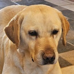 Lily - Labrador Retriever