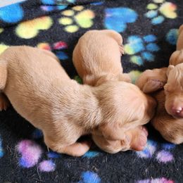 Male Two - Golden rust male Vizsla puppy in Blachly, Oregon from Sizzling Hot Vizsla's
