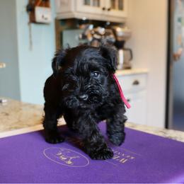Streusel - Black female Miniature Schnauzer puppy in Hamptonville, North Carolina from Alabama Havanese Kennel Tidewater Kennel