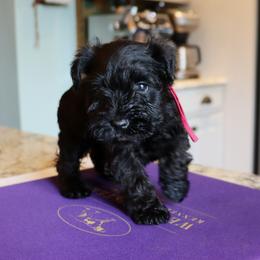 Streusel - Black female Miniature Schnauzer puppy in Hamptonville, North Carolina from Alabama Havanese Kennel Tidewater Kennel