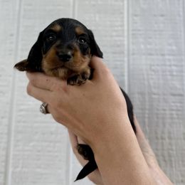 Black and tan girl - Black and tan female Dachshund puppy in Rockton, Illinois from K&M Dachshunds