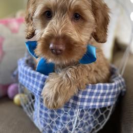 Australian Labradoodle Puppies from Wild Daisy Labradoodles