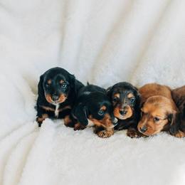 Dachshund Puppies from Iowa Dachshunds