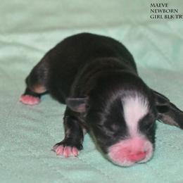 Maeve - Black tri female Miniature Australian Shepherd puppy in Patterson, North Carolina from DreamLine Aussies