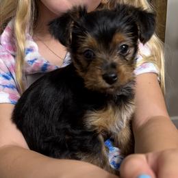 Yorkshire Terrier Puppies from Leigh Brummel
