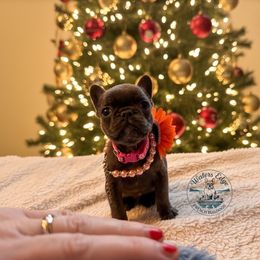 Sunny - Blue female French Bulldog puppy in Strunk, Kentucky from Waters Edge French Bulldogs LLC