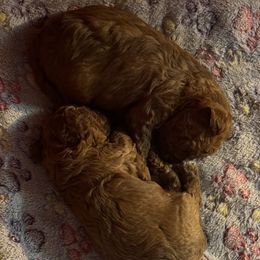 Maltipoo puppies from Sugar Plum Puppies