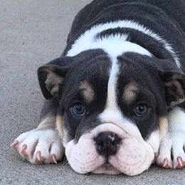 Bulldogs from Bandana Bullies