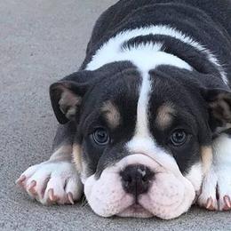 Bulldogs from Bandana Bullies
