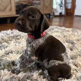 Stella - Liver roan female German Shorthaired Pointer puppy in Georgia from CMC Farms