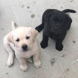Labrador Retriever Puppies from OC Labradors