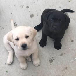 Labrador Retriever Puppies from OC Labradors