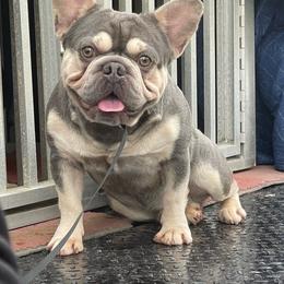 Smooch - Blue male French Bulldog puppy in Brooksville, Florida from Post Farm Rottweilers & French Bulldogs