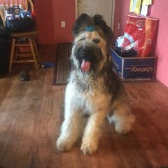 Winnie - Briard