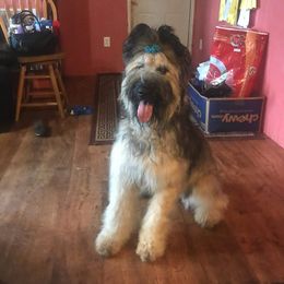Winnie - Briard