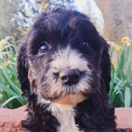 Jasper - Black and white male Sheepadoodle puppy in Cocolalla, Idaho from Kelley's Goldens Poodles and Doodles