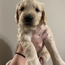 Golden Retriever Puppies from O’Shields Golden Paws