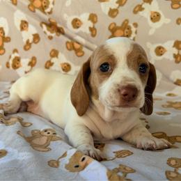 BLOSSOM - Piebald female Dachshund puppy in Saylorsburg, Pennsylvania from Alex's Dachshunds