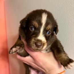 Mash - Red tri-color male Australian Shepherd puppy in Altmar, New York from E&C Australian Shepherds