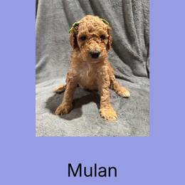 AKC Standard poodle Mulan - Red  female Poodle puppy in Harrisburg, Arkansas from Ransone’s Ridge Runners Poodles and Doodles