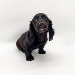 Sunny (AKC solid black) - Black male Dachshund puppy in Waddell, Arizona from Neu Doxies