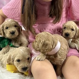 Goldendoodles from Polly Wolly Doodles