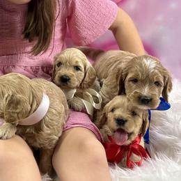 Goldendoodles from Polly Wolly Doodles