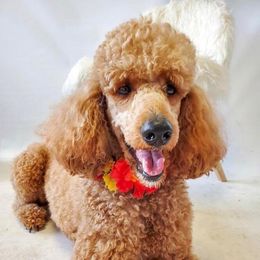 Maggie - Poodle