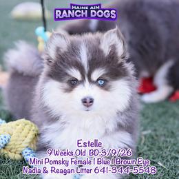 Estelle - Blue female Pomsky puppy in Humeston, Iowa from M.A.R. Dogs
