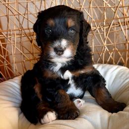 Rudolph - Tri-color male Bernedoodle puppy in Pueblo, Colorado from Doodles of the Rockies