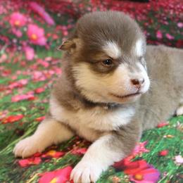 Alaskan Malamute Puppies from New River Valley Malamutes