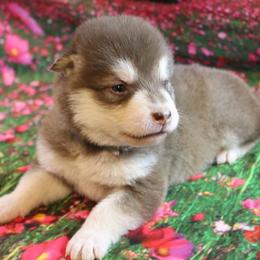 Alaskan Malamute Puppies from New River Valley Malamutes