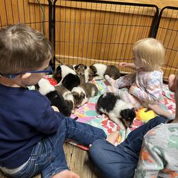 Collie Puppies from Jolly Collies