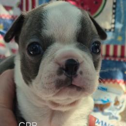 Mantis - Blue male Boston Terrier puppy in Griffin, Georgia from Celtic Performance Bostons