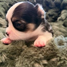 Roger - Black and white male Chihuahua puppy in Amity, Pennsylvania from Rhoda and Verna