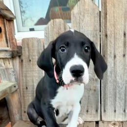 Light pink collar girl - Mantle female Great Dane puppy in Centennial, Colorado from Vanmar Great Danes of Colorado