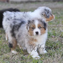 Aussiedoodle and Australian Shepherd Puppies from Double M Aussies