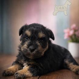 Queen - Black and silver female Miniature Schnauzer puppy in Lufkin, Texas from C&K’s Schnauzer House