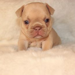 French Bulldog Puppies from VP Kennels