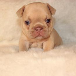French Bulldog Puppies from VP Kennels