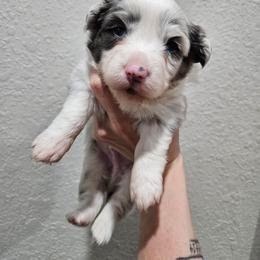 Zeus - Blue male Pembroke Welsh Corgi puppy in Norwood, Missouri from McGraw's Paws 🐾