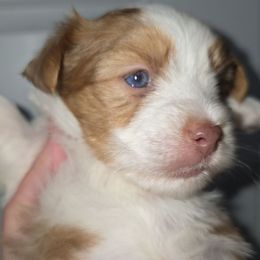 Chip - Chocolate, tan and white male Yorkshire Terrier puppy in Lakeland, Florida from You Me & The Yorkies