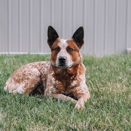Buck - Australian Cattle Dog