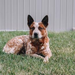 Buck - Australian Cattle Dog