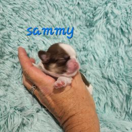 Boy 4 - Gold and white Shih Tzu puppy in Florida from 1st Passion Shih Tzus