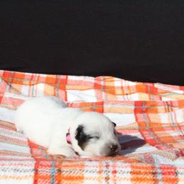 Ember - Pink - Blue female Australian Cattle Dog puppy in Colbert, Oklahoma from LoveAHeeler
