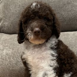 Boy 3 - Labradoodle puppy in Texas from Freedom Pines Doodles